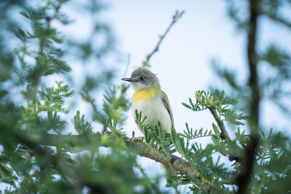 Yellow-breasted Apalis (Brown-tailed) - ML612579456