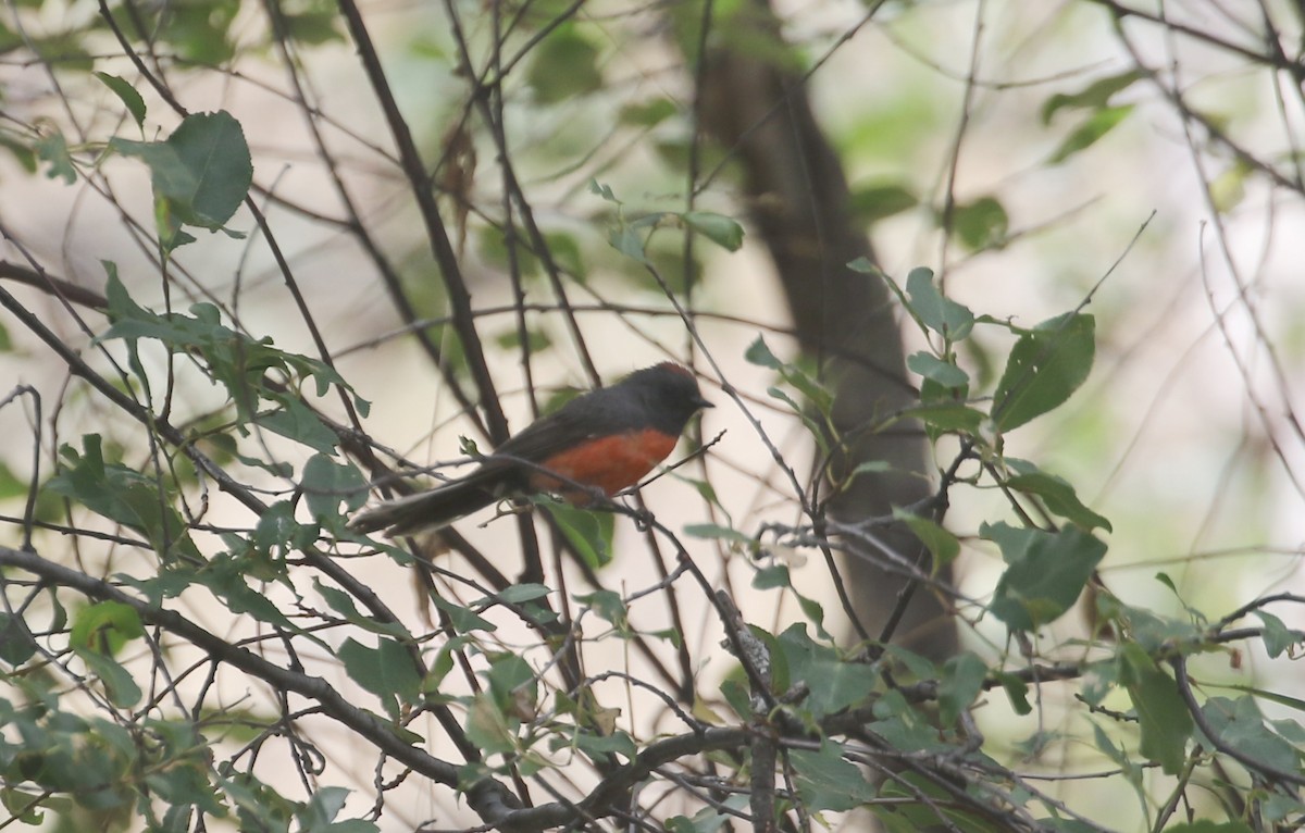 Slate-throated Redstart - ML612579458