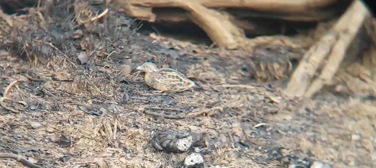 Red-chested Buttonquail - Jaxon Greatwich