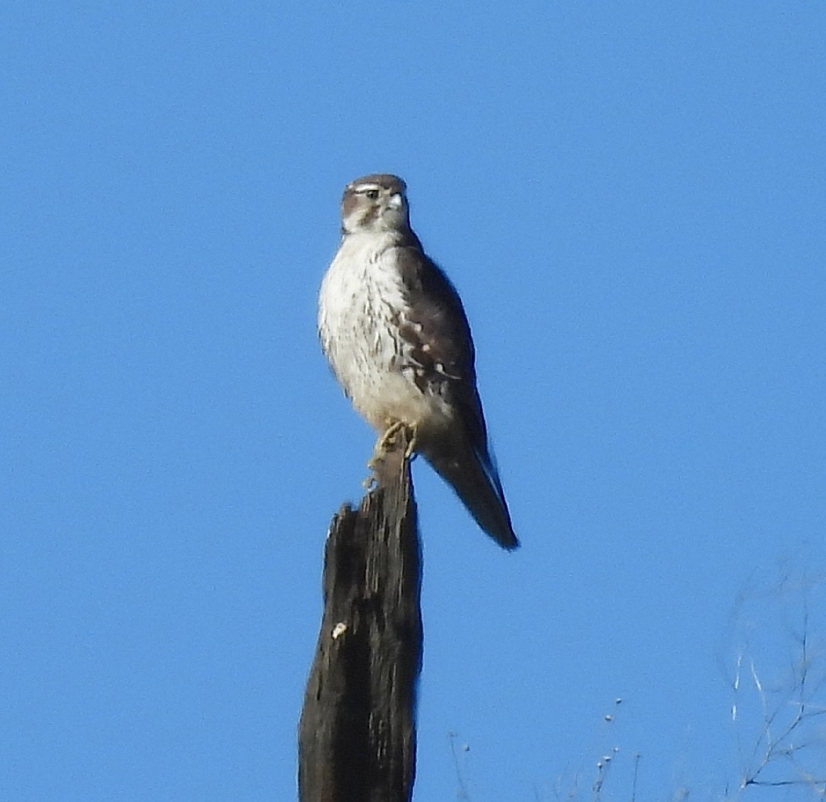 Prairie Falcon - Bonnie Roemer