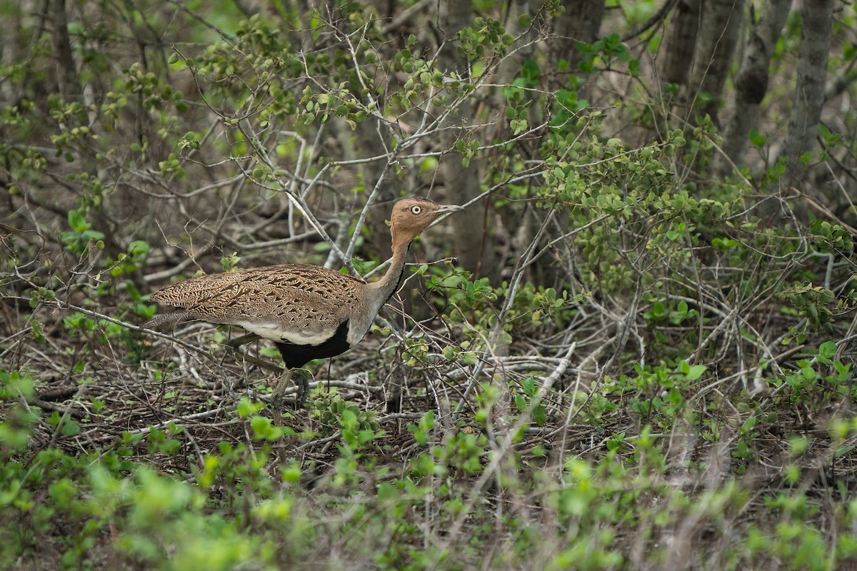 Buff-crested Bustard - Jake Harfield