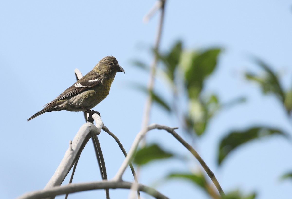 White-winged Crossbill - Nick Vinciguerra