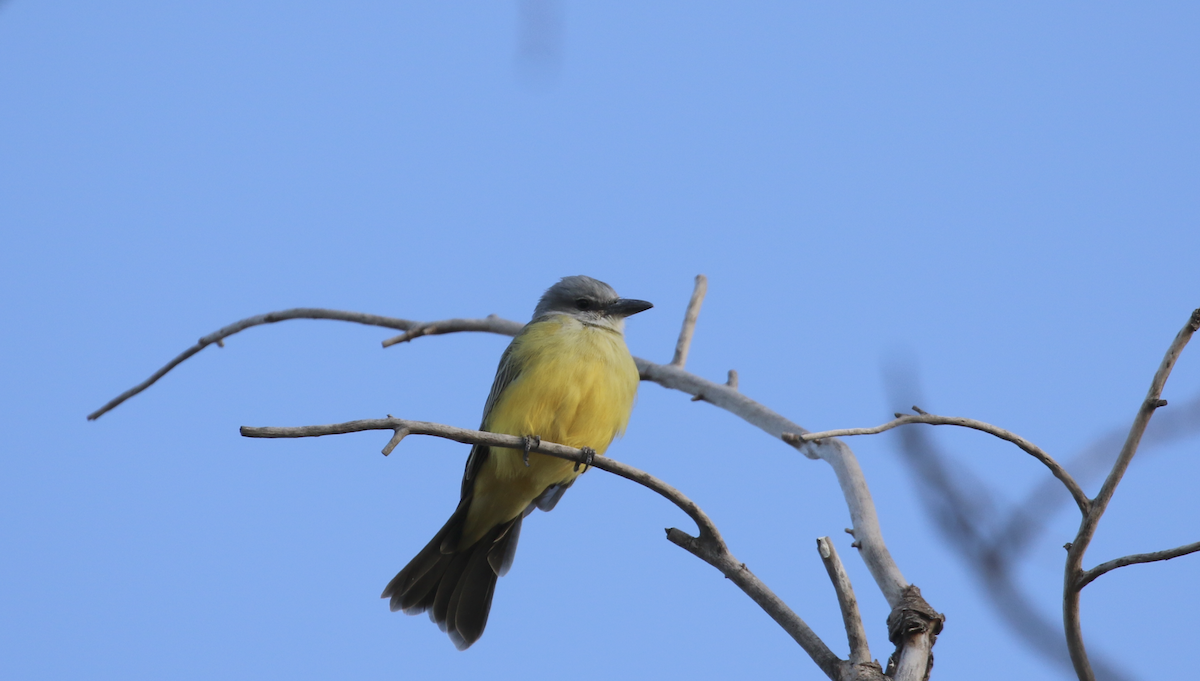 Tropical Kingbird - Nick Vinciguerra