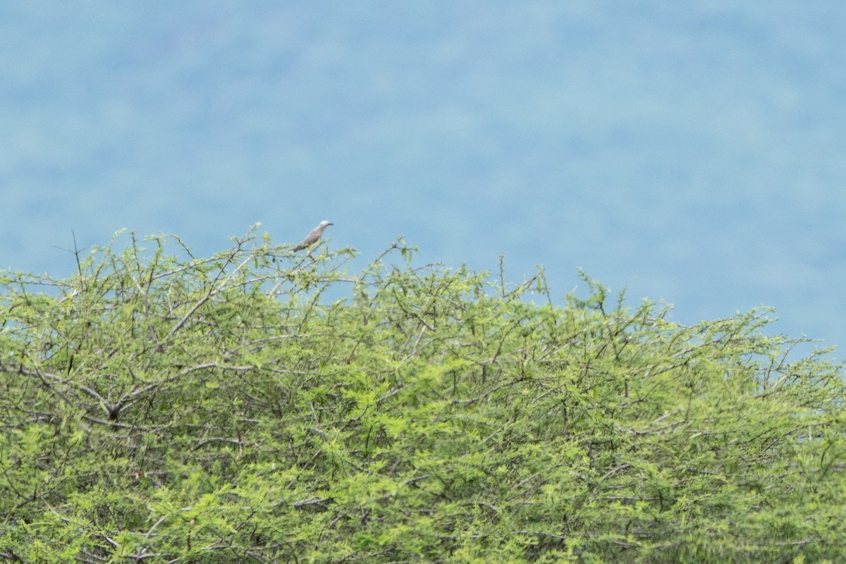 Fischer's Starling - ML612579552