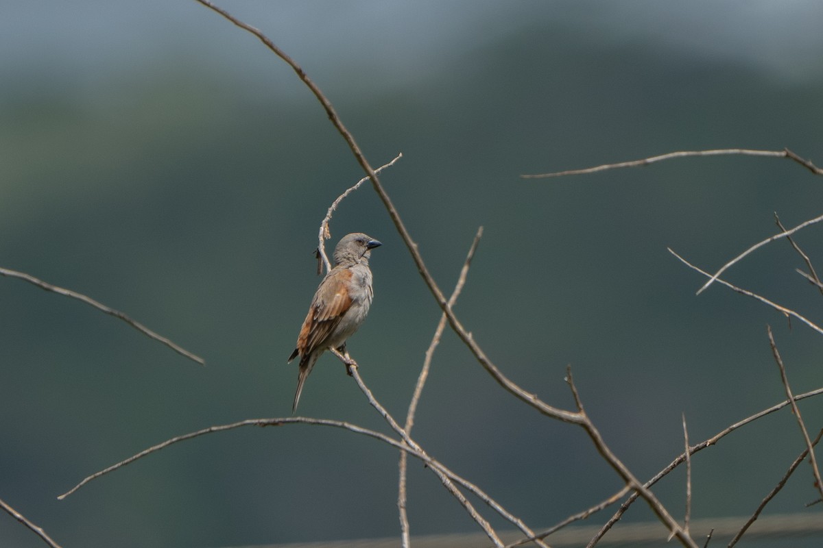 Parrot-billed Sparrow - Jake Harfield