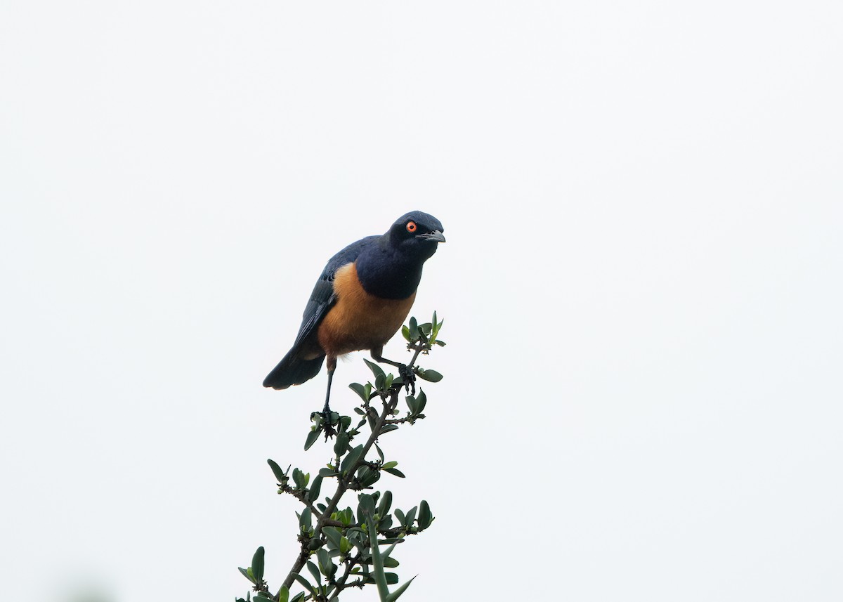 Shelley's Starling - ML612579589