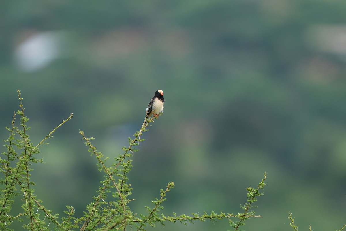 Straw-tailed Whydah - ML612579596