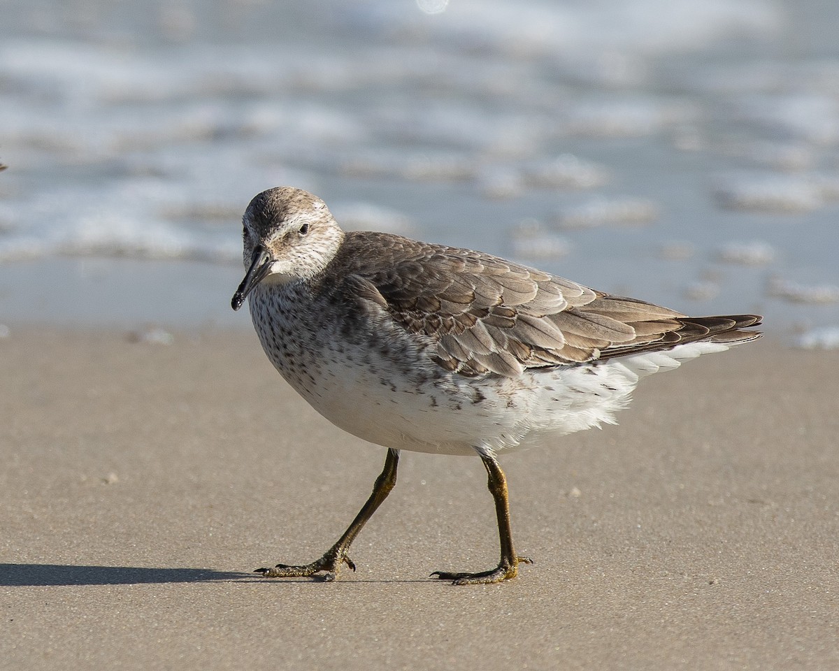 Red Knot - ML612579672