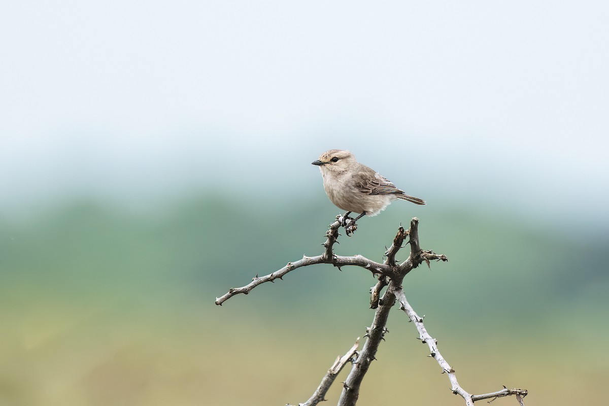 African Gray Flycatcher - ML612579695