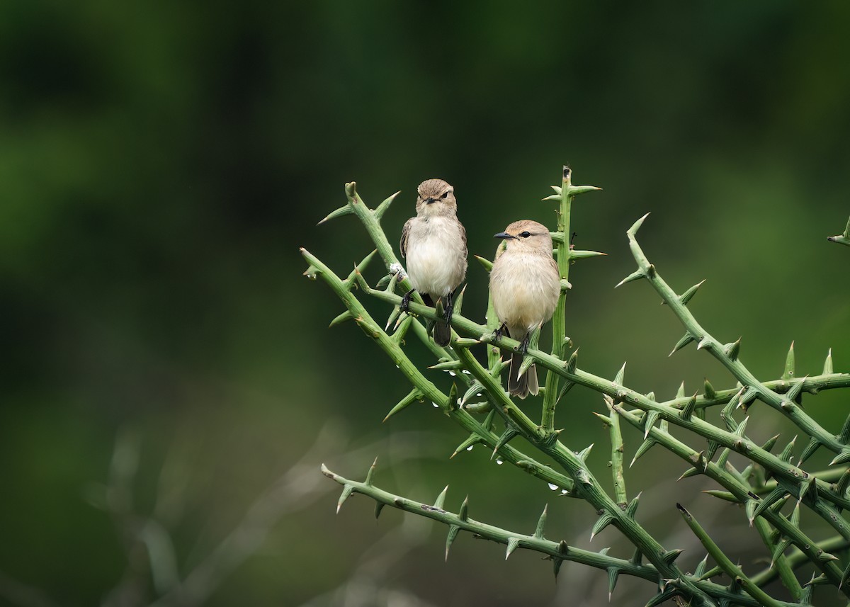 African Gray Flycatcher - ML612579696