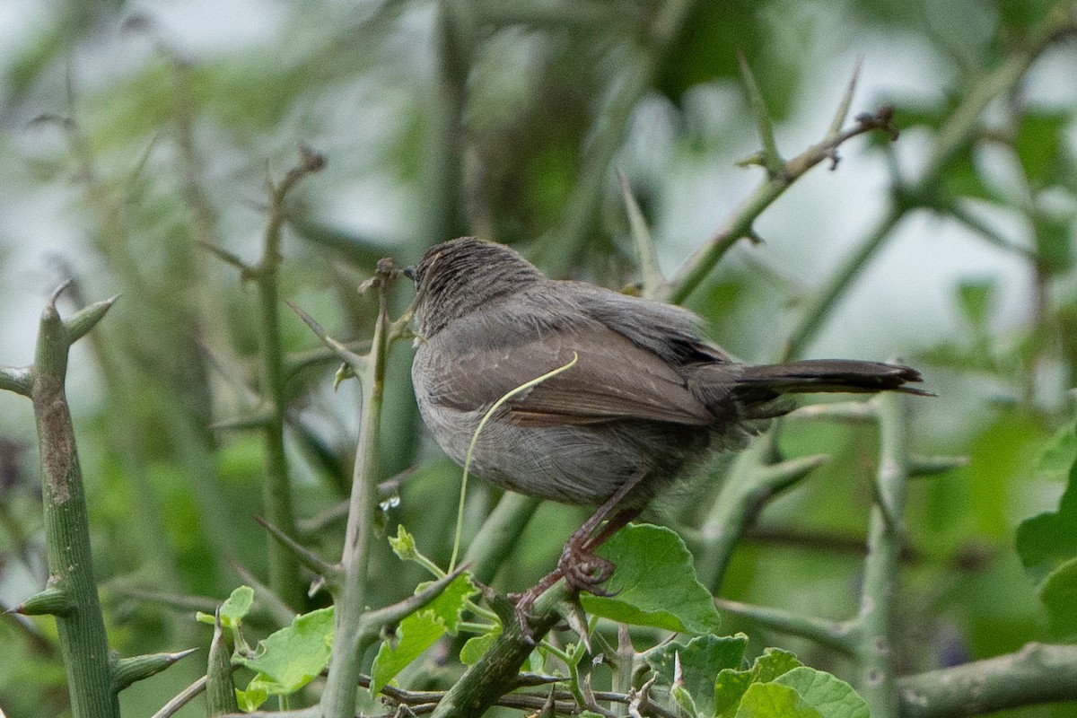 Camaróptera Sencilla - ML612579700