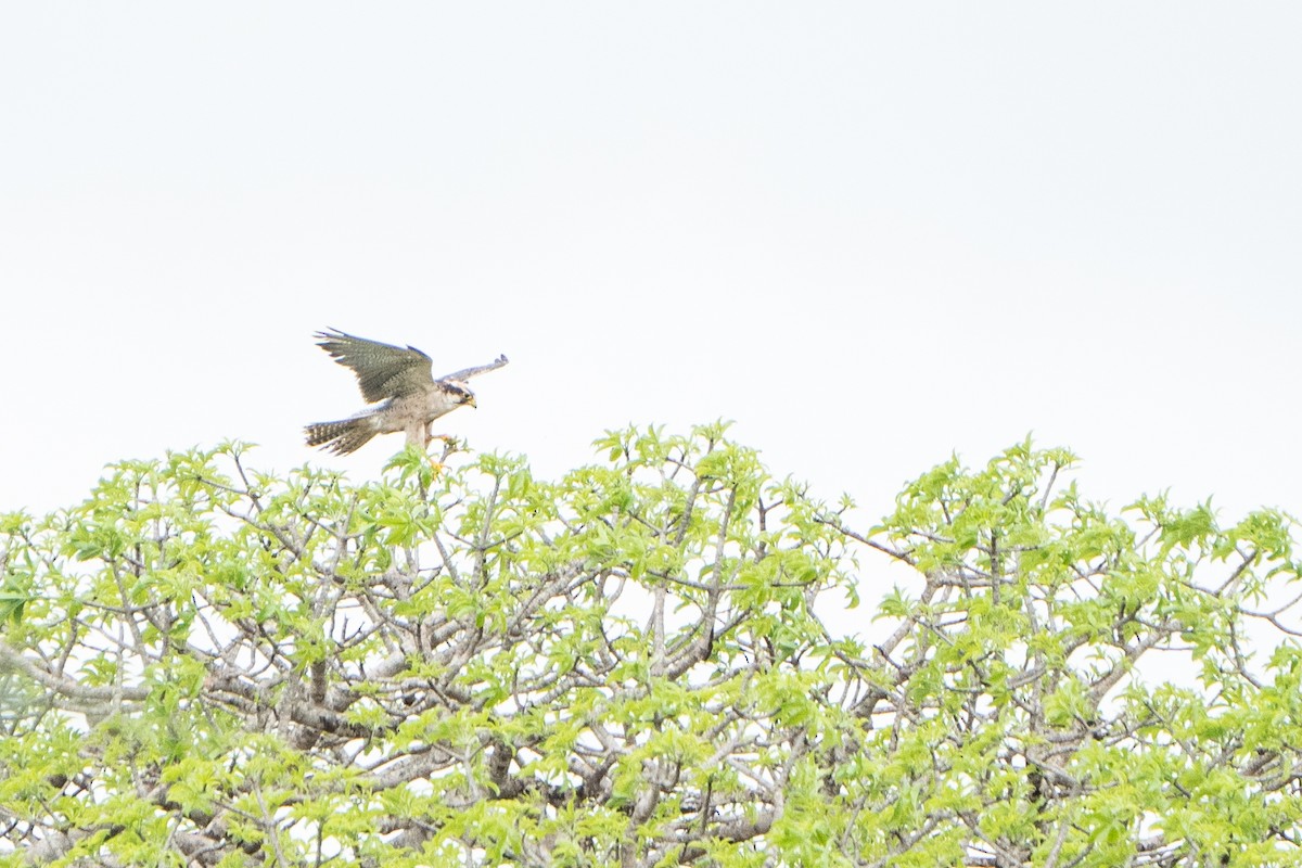 Lanner Falcon - Jake Harfield