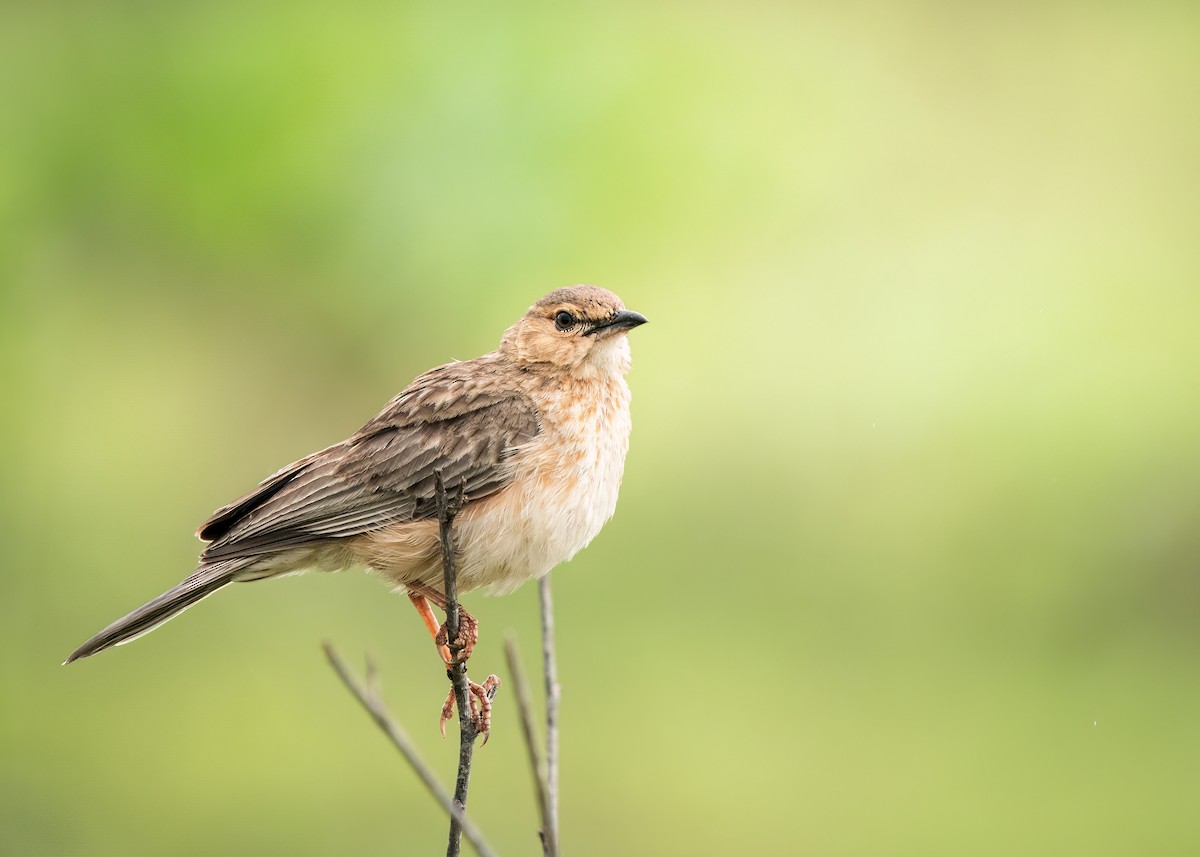 Pink-breasted Lark - ML612579711