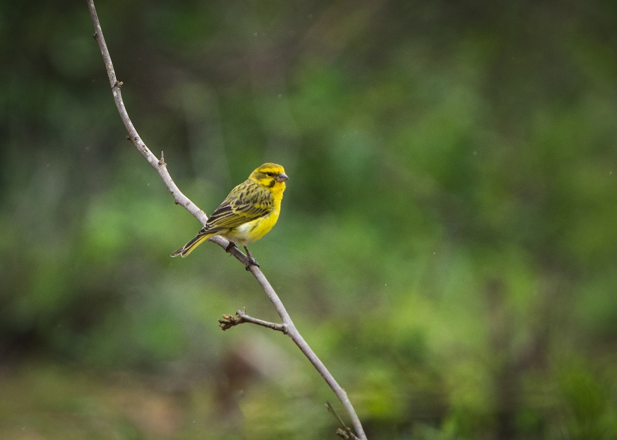 Serin à ventre blanc - ML612579730