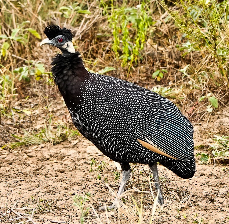 Southern Crested Guineafowl - ML612579770