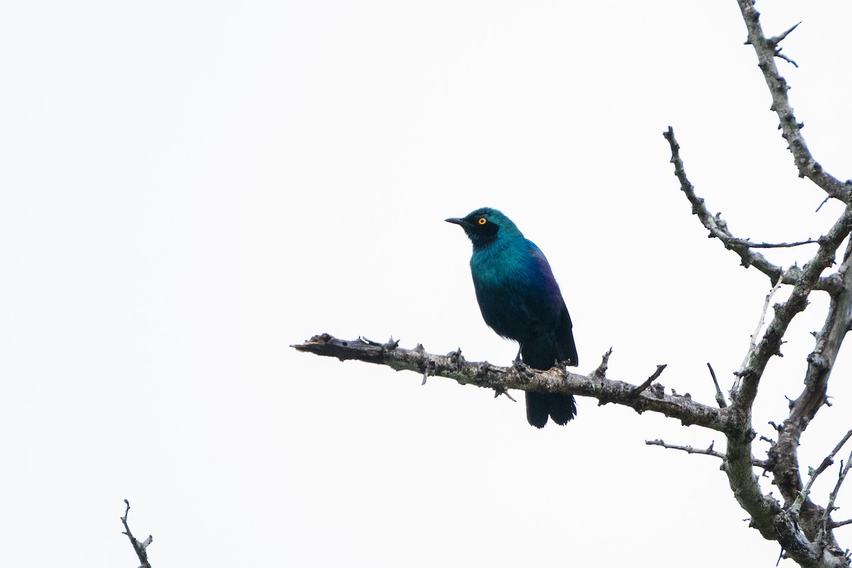 Greater Blue-eared Starling - ML612579802