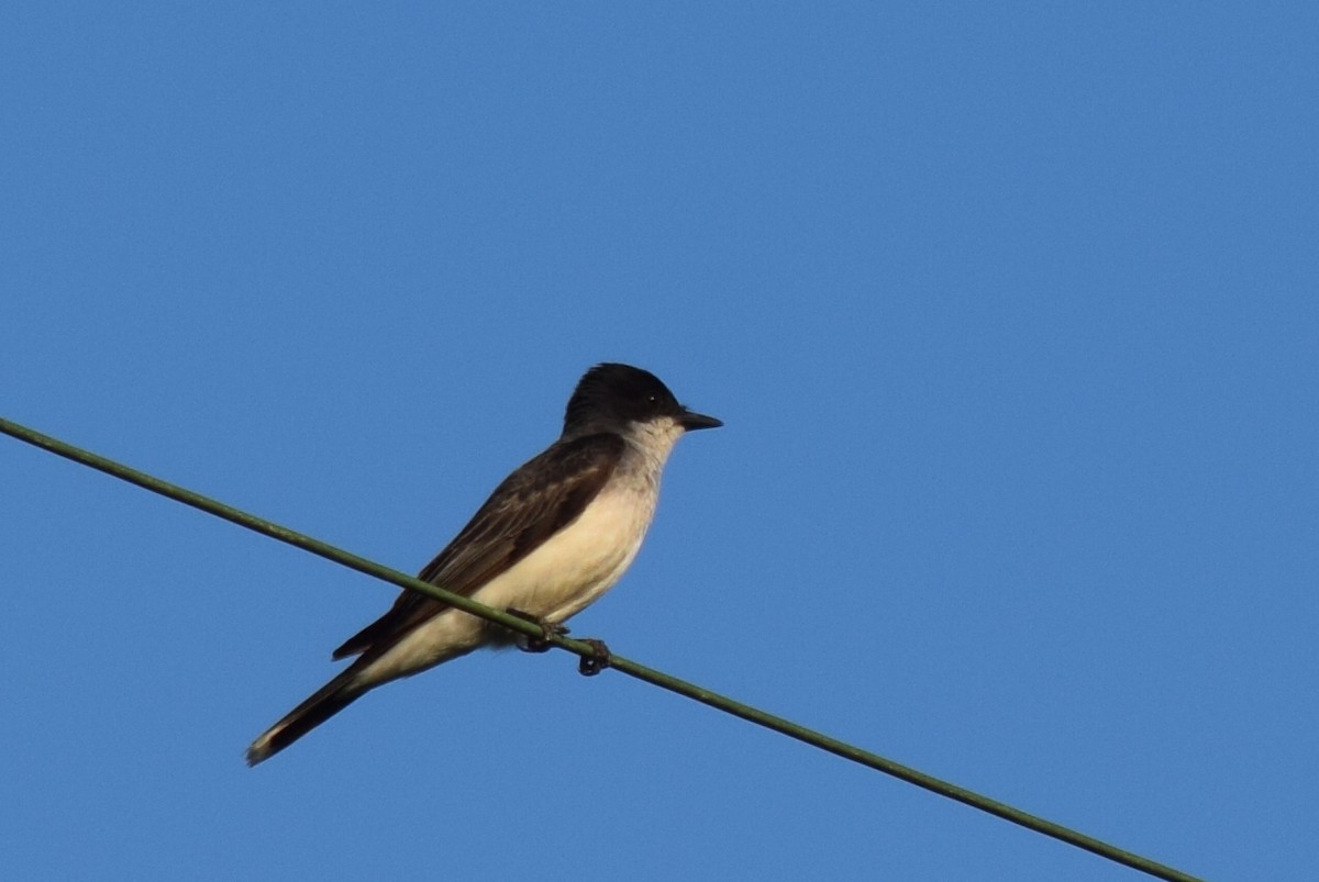 Eastern Kingbird - ML61257981