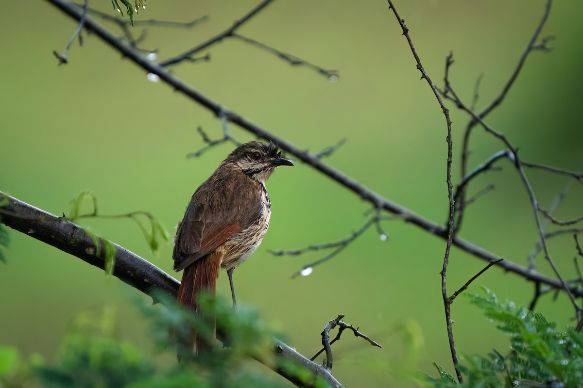 Spotted Morning-Thrush - ML612579819