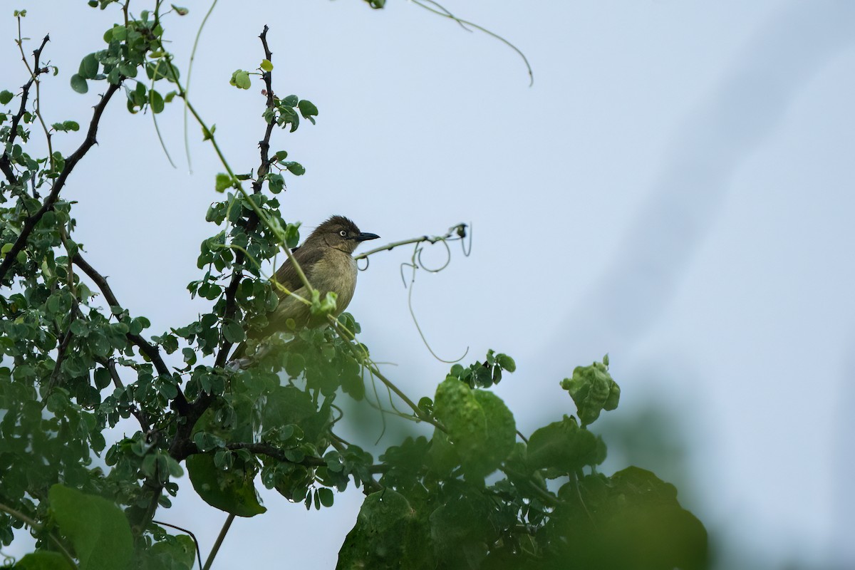 Sombre Greenbul - ML612579832