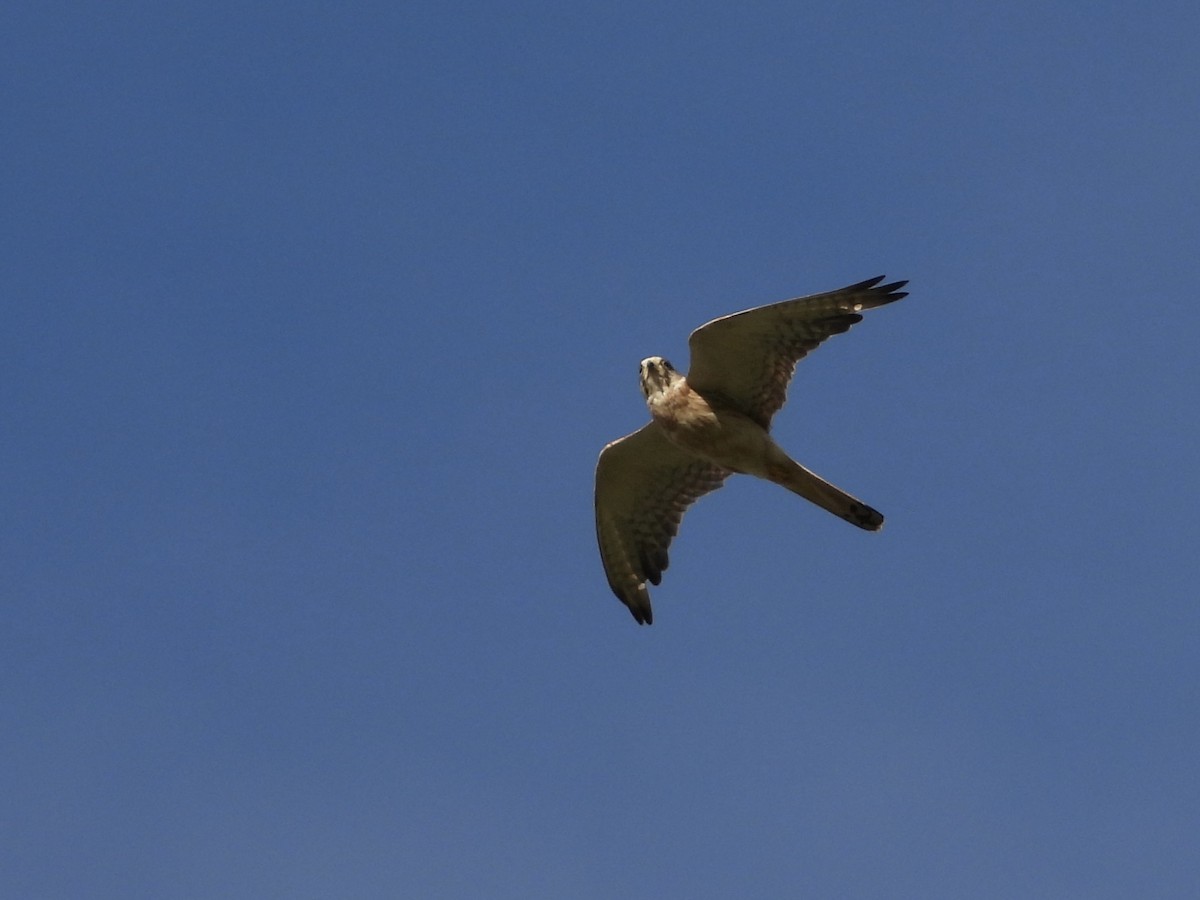 Nankeen Kestrel - Cherri and Peter Gordon