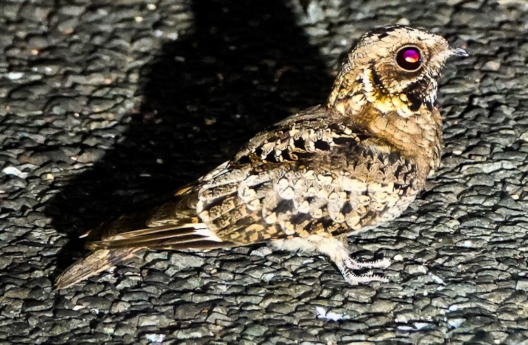 Fiery-necked Nightjar - ML612579933