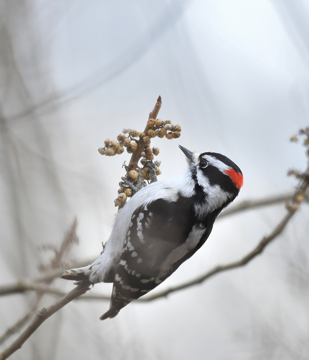 Downy Woodpecker - Jaime Thomas