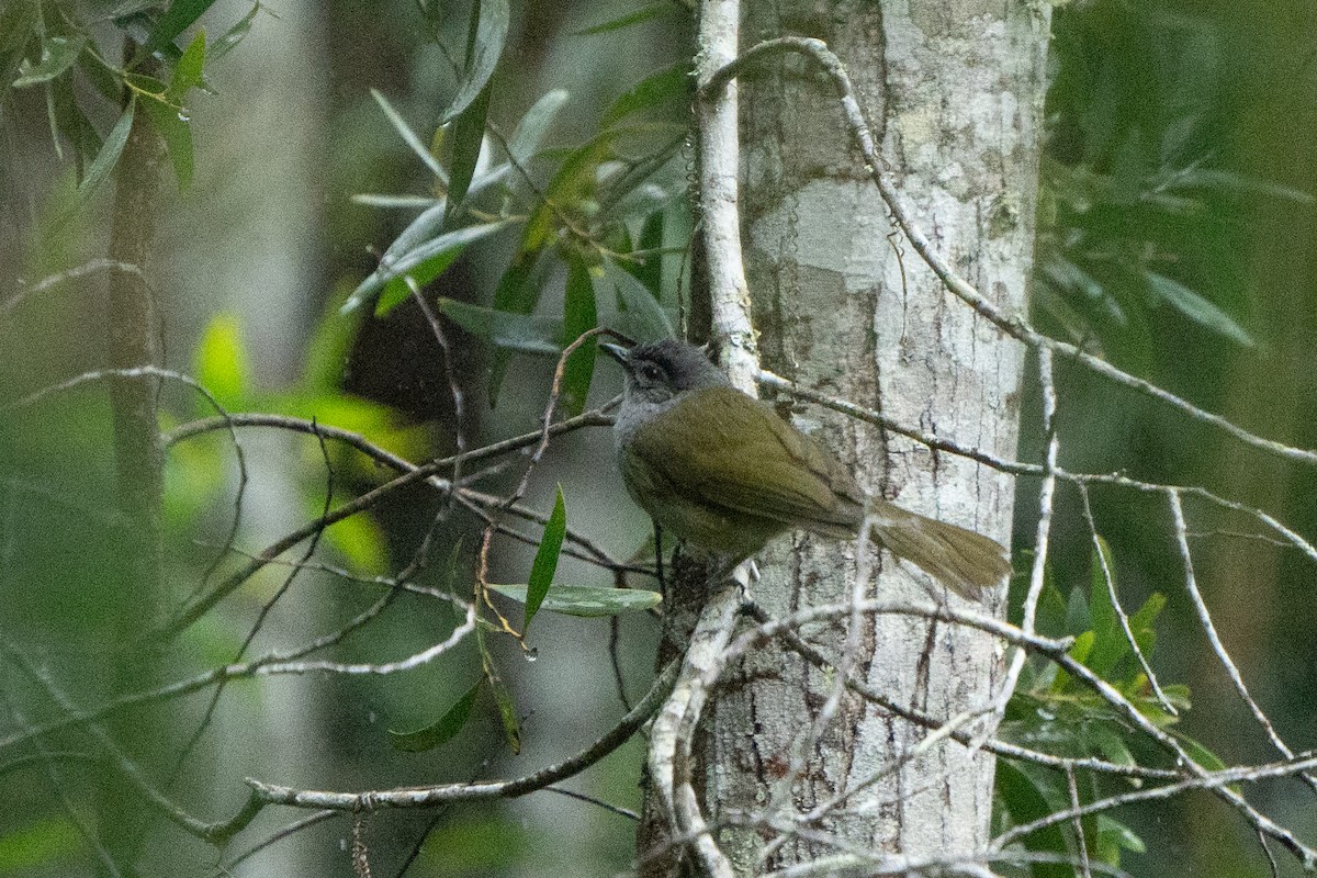 クロガシラアオヒヨ（nigriceps グループ） - ML612580021