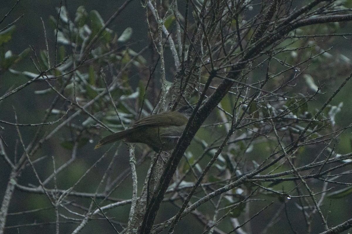 Eastern Mountain Greenbul (Mountain) - Jake Harfield