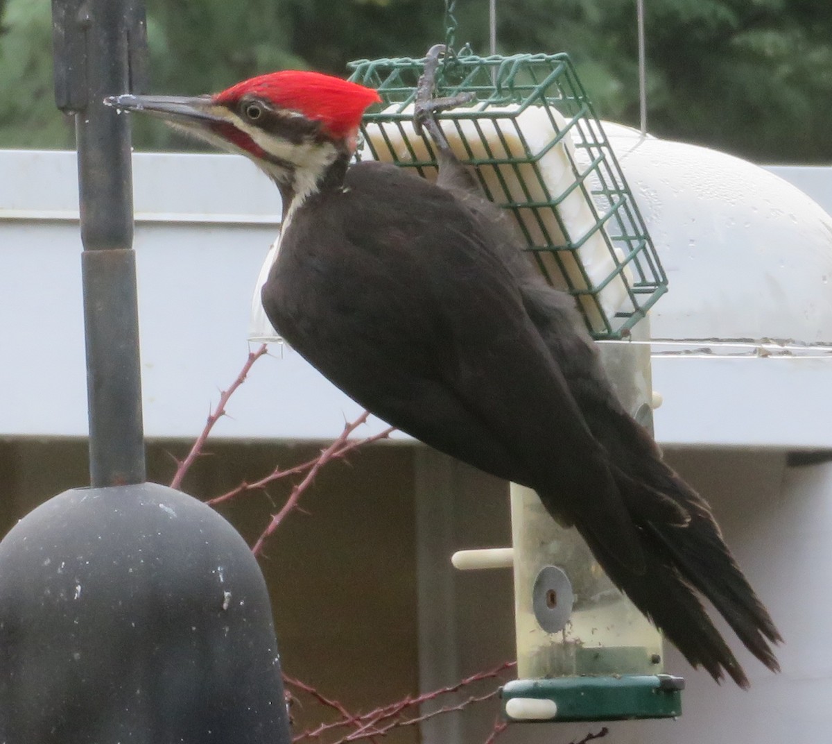 Pileated Woodpecker - ML612580061