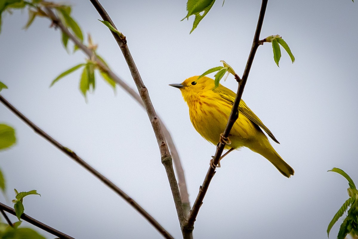 Yellow Warbler - Jeffrey Levers