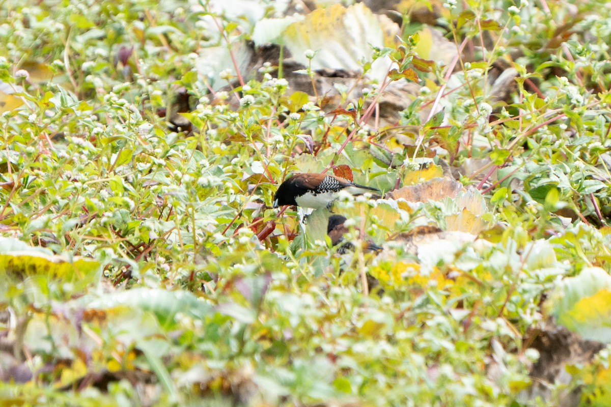 Black-and-white Mannikin (Red-backed) - ML612580147