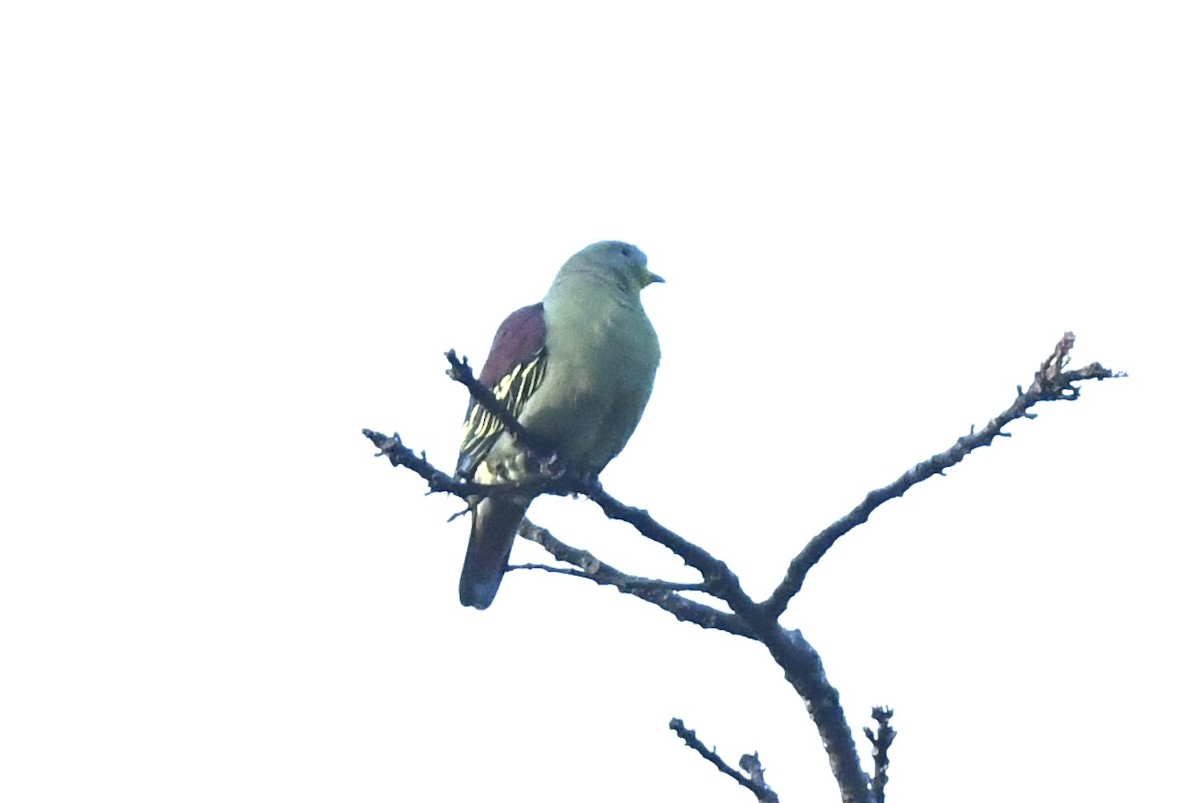 Gray-fronted Green-Pigeon - Timothy Lloyd