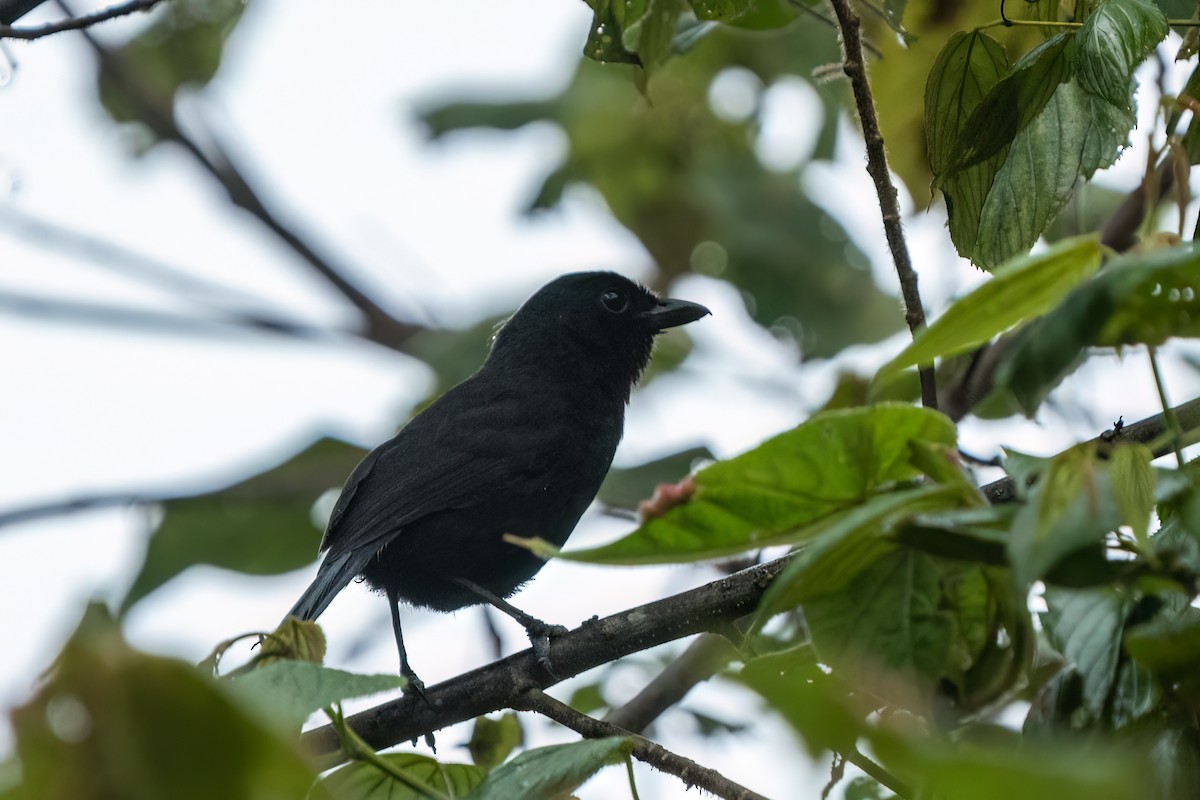 Fülleborn's Boubou (Usambara) - ML612580205