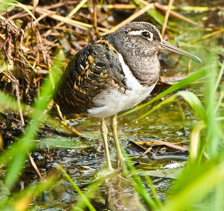 Greater Painted-Snipe - ML612580225