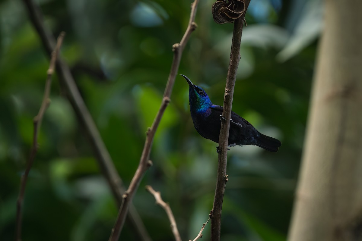 Pemba Sunbird - ML612580231