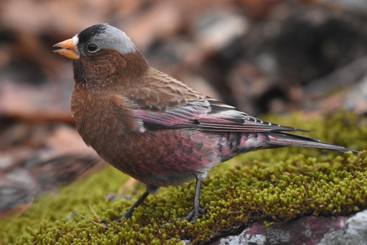 Gray-crowned Rosy-Finch - Brandon Caswell
