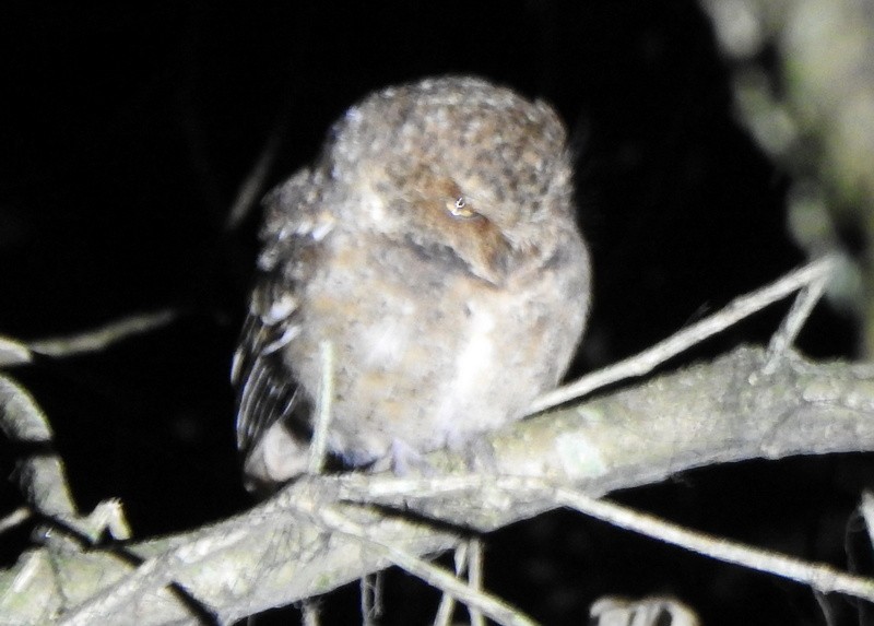 Mountain Scops-Owl - ML612580272