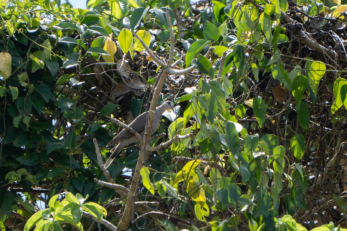 Tórtola Ojirroja - ML612580301
