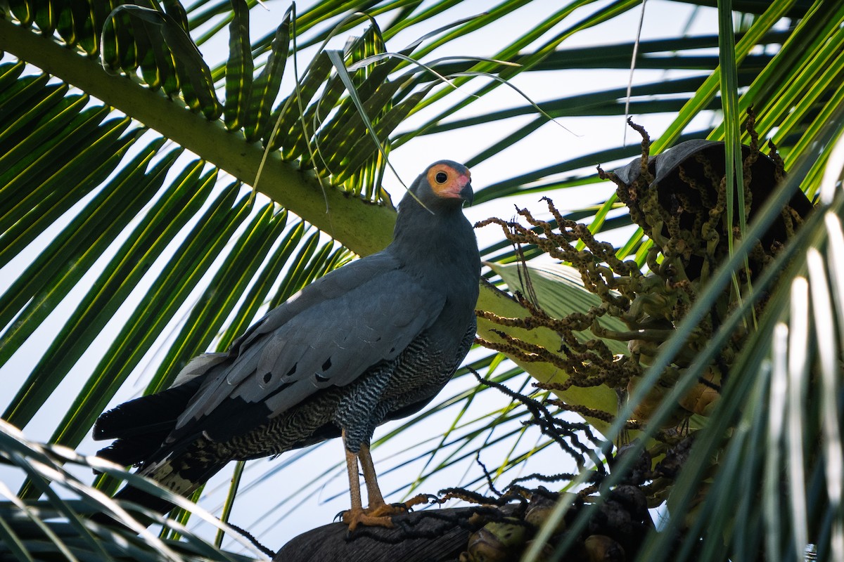 Aguilucho Caricalvo Común - ML612580303
