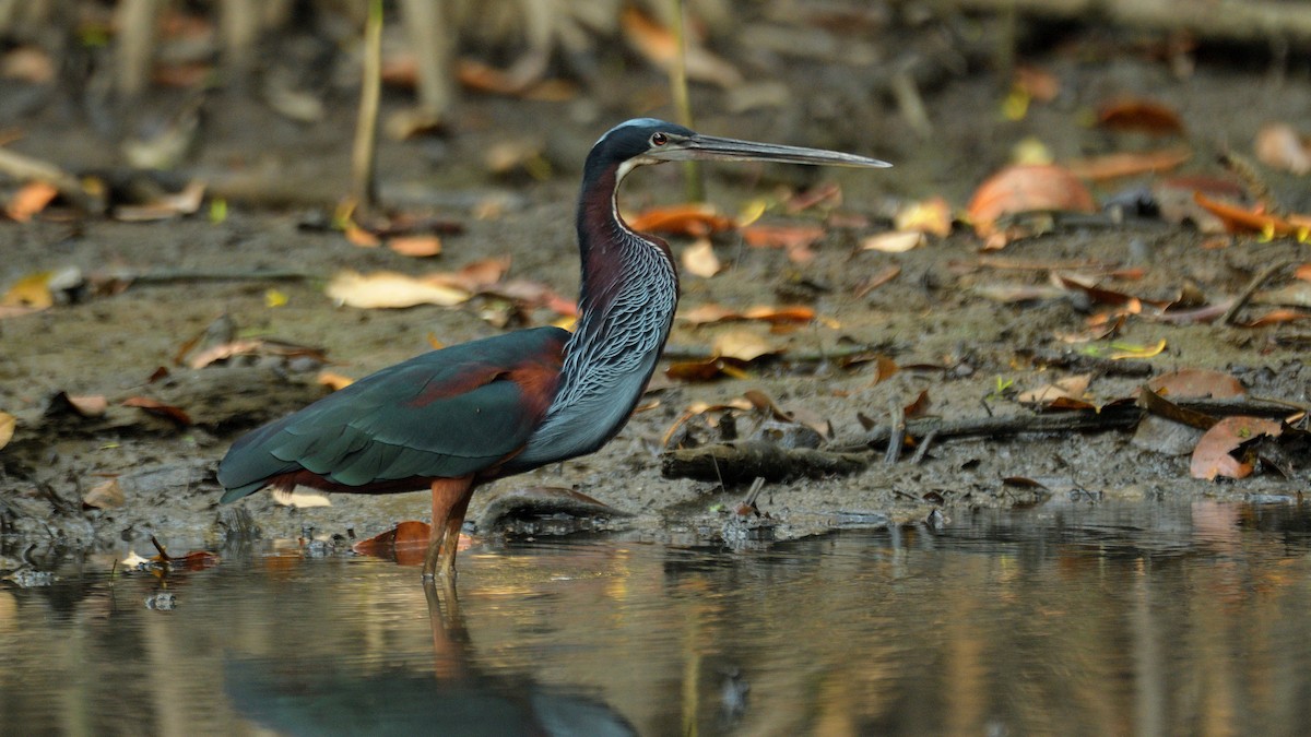 Agami Heron - Miguel Aguilar @birdnomad