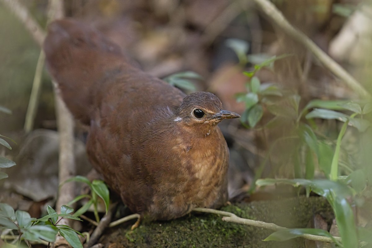 Brown Mesite - Marco Valentini