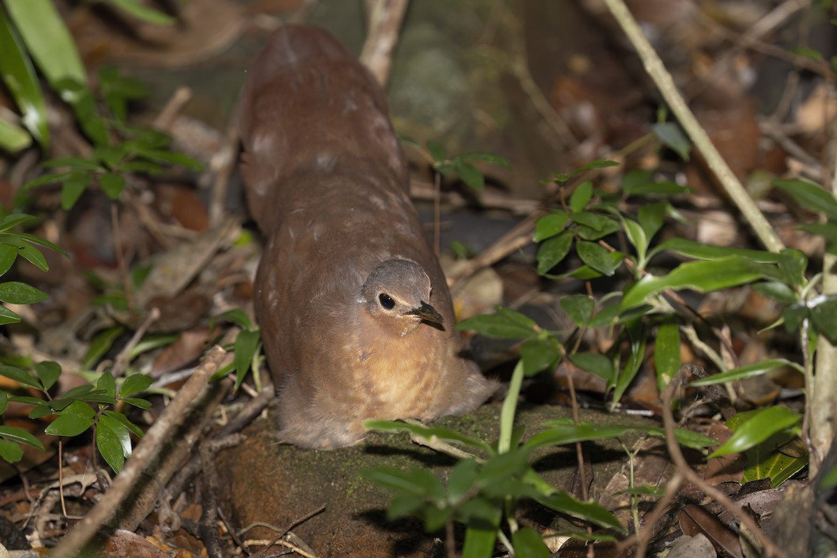 Brown Mesite - ML612580316