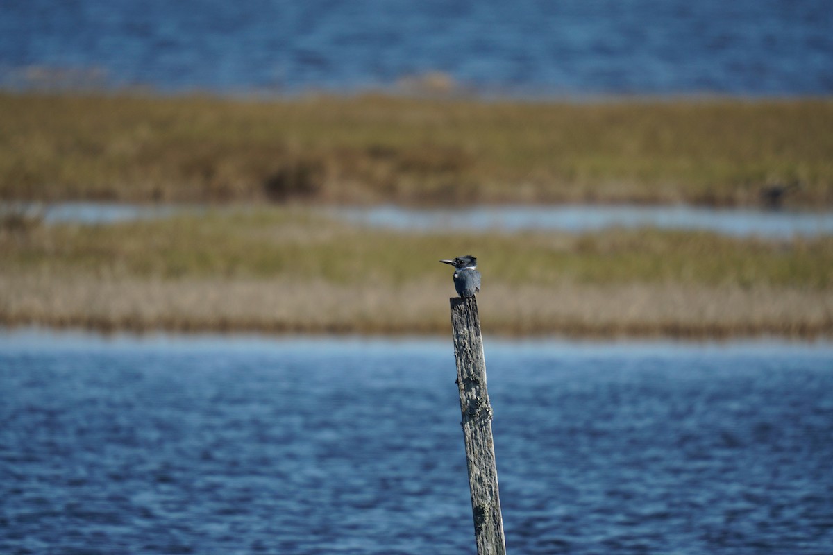 Belted Kingfisher - ML612580343