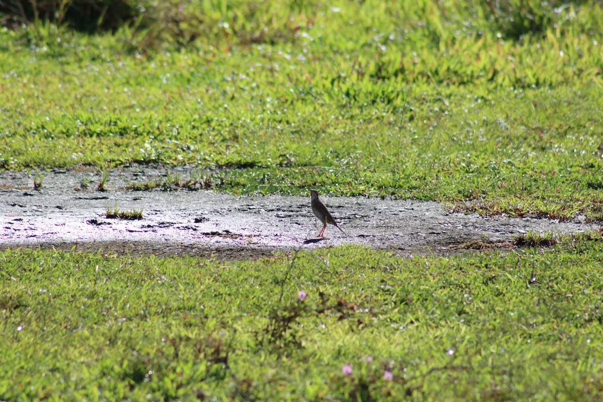 Paddyfield Pipit - ML612580373