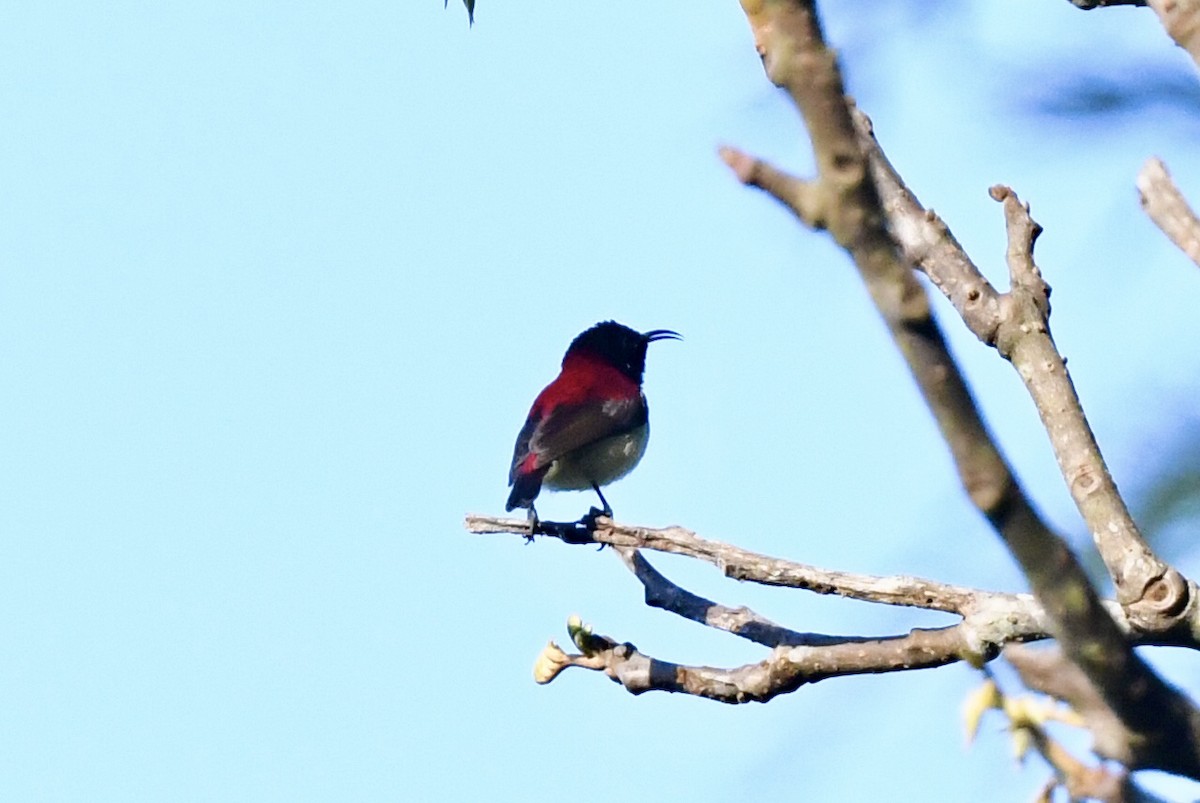 Crimson-backed Sunbird - Timothy Lloyd