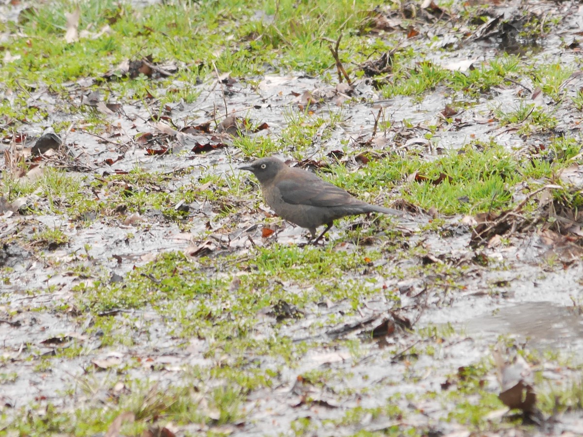 Rusty Blackbird - ML612580444