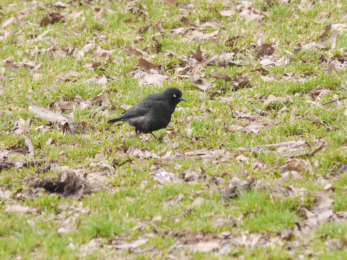 Rusty Blackbird - Ed Gaillard