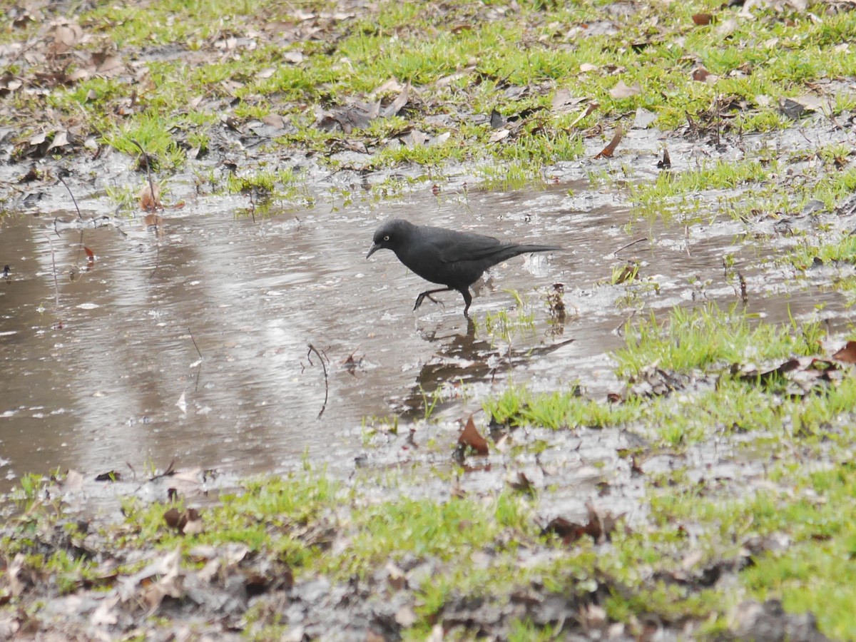 Rusty Blackbird - ML612580446