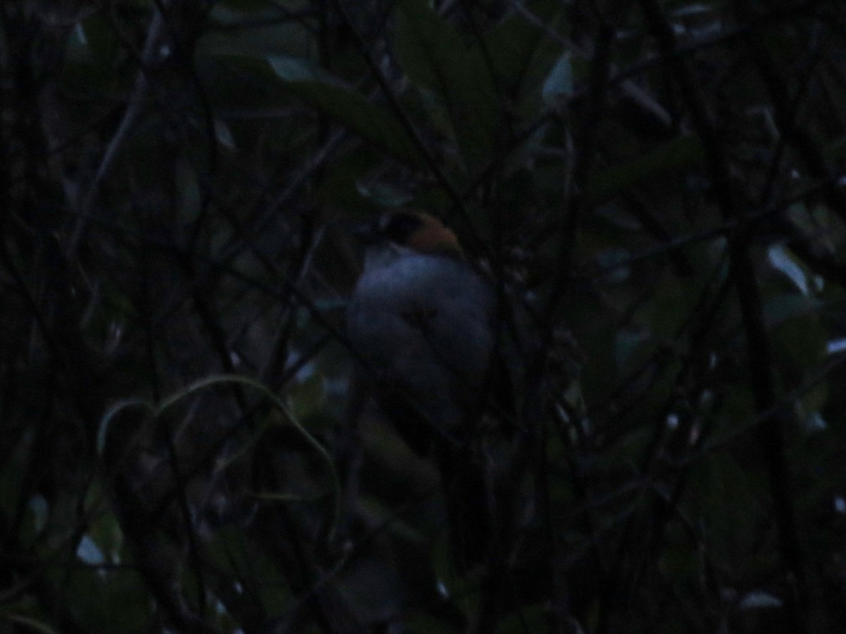 Black-spectacled Brushfinch - ML612580489