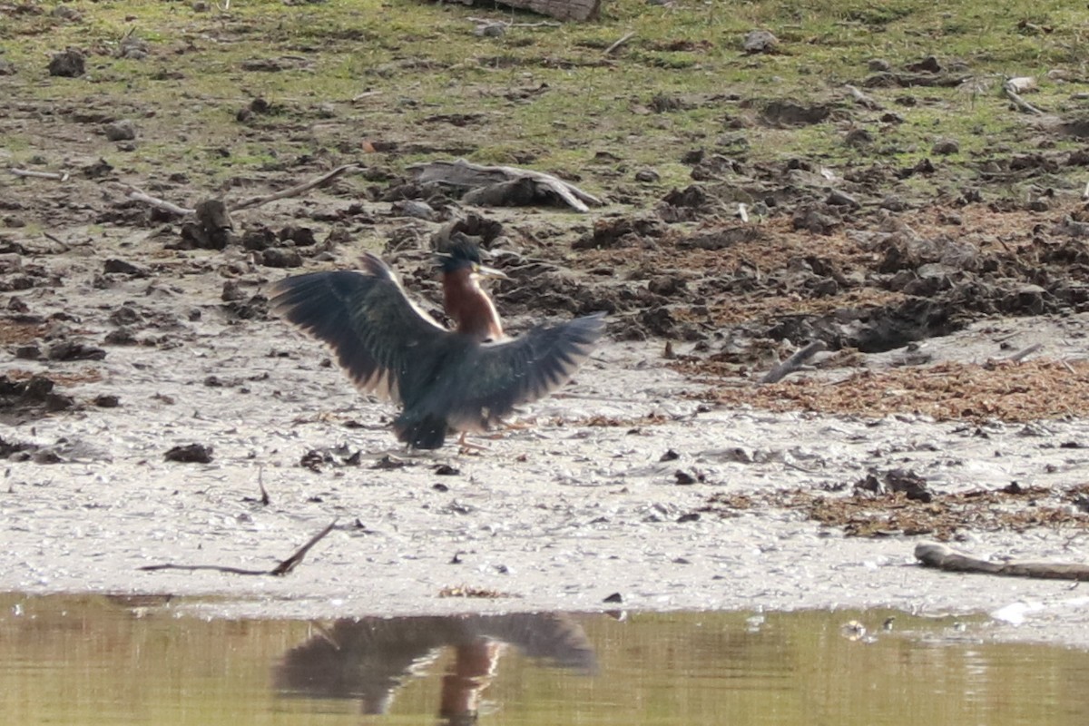 Green Heron - ML612580528